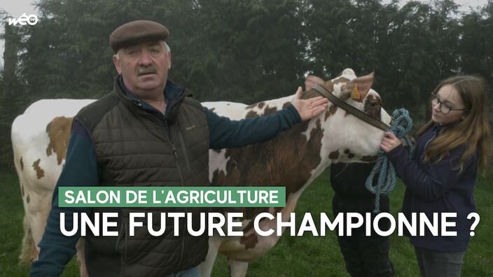 Salon de l'agriculture 2023 : une bête de concours à Rambures